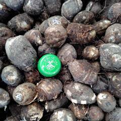 訳あり里芋　の画像