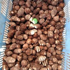 訳あり里芋　の画像