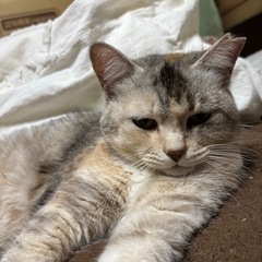 🌸🐈珍しいパステル三毛猫🐈🌸 − 大分県