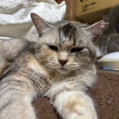 🌸🐈珍しいパステル三毛猫🐈🌸 - 里親募集