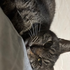 🌸🐈とても穏やかなキジ猫さん🐈🌸トライアル中 − 大分県