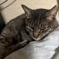 🌸🐈とても穏やかなキジ猫さん🐈🌸トライアル中 - 猫