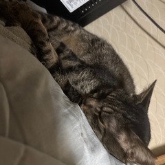 🌸🐈とても穏やかなキジ猫さん🐈🌸トライアル中 - 里親募集