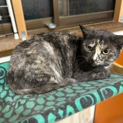 サビ猫　メス　2才くらい - 猫