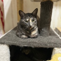 サビ猫　メス　2才くらい - 里親募集