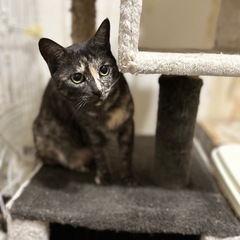 サビ猫　メス　2才くらい - 仲多度郡