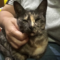 サビ猫　メス　2才くらい − 香川県
