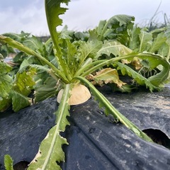 かぶ　採れたて　の画像