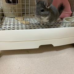 大切に育ててくれる方
