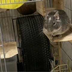 デグー、里親になってくれる方