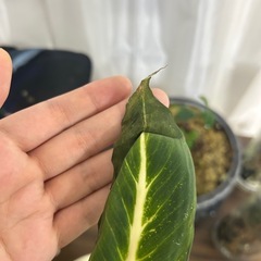 根がはらない……
