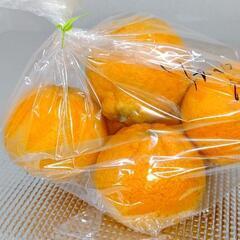 不知火  (デコポン) 自家製   2.5kg   + オマケ付き      の画像