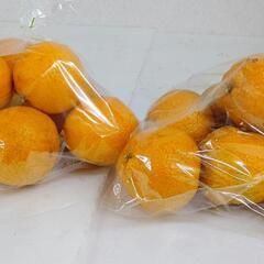 不知火  (デコポン) 自家製   2.5kg   + オマケ付...