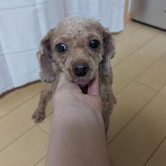 プードルさん - 犬