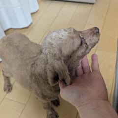 プードルさん − 広島県