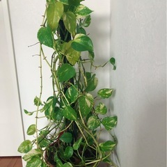 🌈観葉植物 