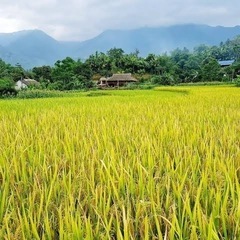 令和6年収穫できたお米27キロ