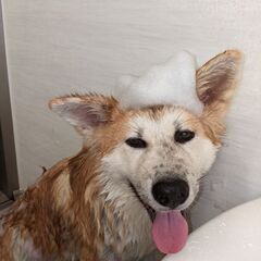 秋田犬 − 岡山県