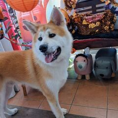 秋田犬 - 総社市