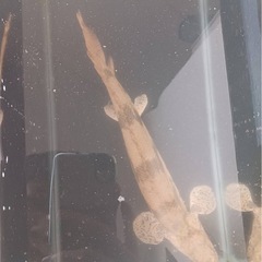 ポリプテルスエンドリケリー の画像