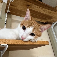 素敵なご家族と出会えました☆ポテト君