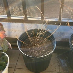 ヤマアジサイ　羽衣の舞の画像