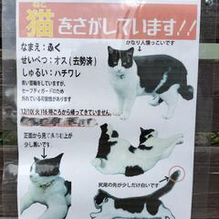 迷い猫さがしてます（代理投稿）