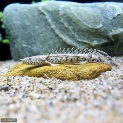 ポリプテルス エンドケリー ブリード ‼️古代魚 巨大魚 人気の...