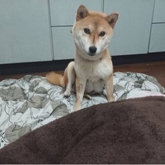 散歩大好きな女の子