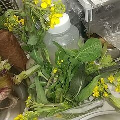 河川散歩しながら野草（菜の花、キクイモ）を見つけよう♪