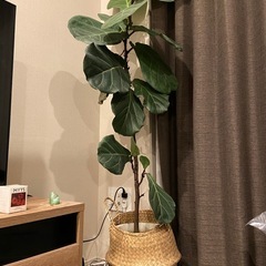 Fiddle Fig Tree （柏葉ゴムの木）の画像