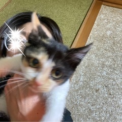 【お取引終了】かわいい 元気 お転婆 三毛ちゃん