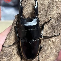 ウォレスノコギリクワガタ ペアの画像