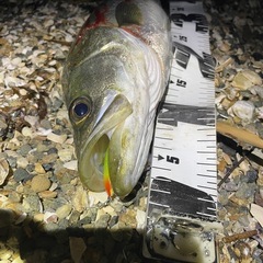 釣り仲間募集 - スポーツ