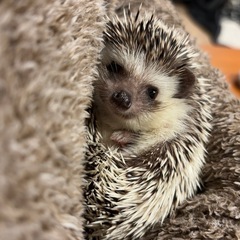 ハリネズミ仲間募集中
