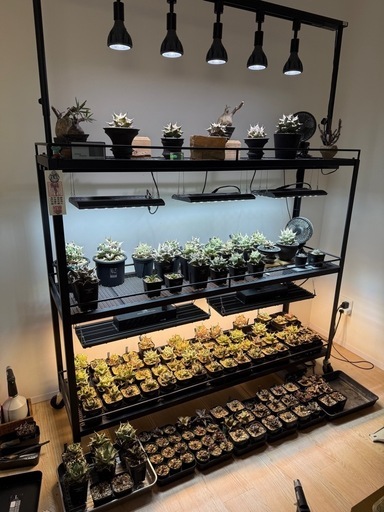 アガベ　グラキリス　 塊根植物　まとめ売り　写真追加