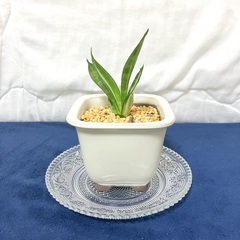 小さな観葉植物インテリアサークル・サンセベリア・万年青・ハオルチア・サークルメンバー募集 − 東京都