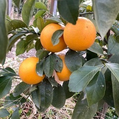 マイヤー【お値下げ¥150→¥100】🍋レモン3個セット