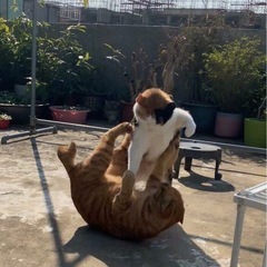 接近護身術&ソフト推手セミナー