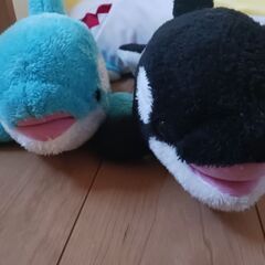 シャチ二匹の画像