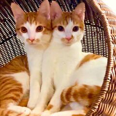 2/23(日)保護猫譲渡会＠東京芝浦（田町駅徒歩7分） - 港区