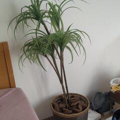 観葉植物（造花）