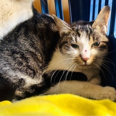 【急募】山で暮らす猫たちの里親を探しています⑪ - 桐生市