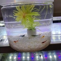【淡路島】カラーシュリンプ🦐５匹 🉐セットの画像