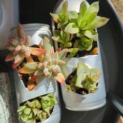 多肉植物