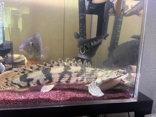 大型魚ポリプテルスセミショート35〜37.8