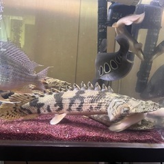大型魚ポリプテルスセミショート35〜37.8