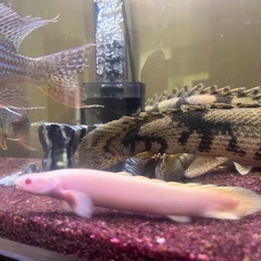 大型魚古代魚ポリプテルスアルビノ