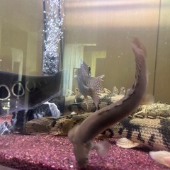 大型魚古代魚ポリプテルスセネガルス
