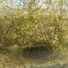 水草 エビ 水槽 メダカ